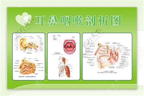 眼耳口鼻五官|五官